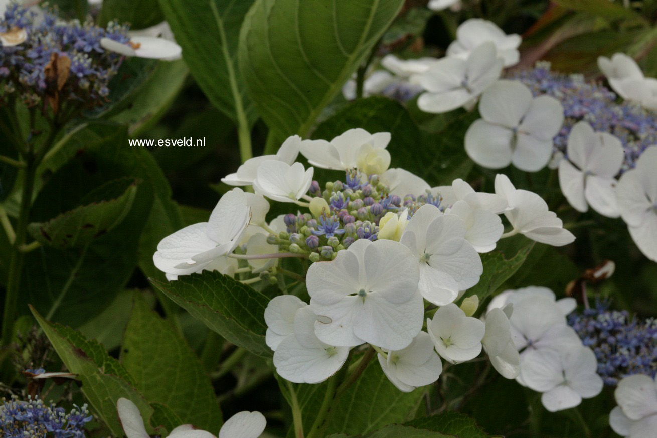 Hydrangea macrophylla 'Snow'