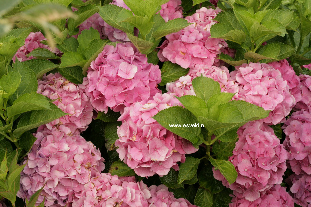 Hydrangea macrophylla 'Early Sensation' (FOREVER AND EVER)