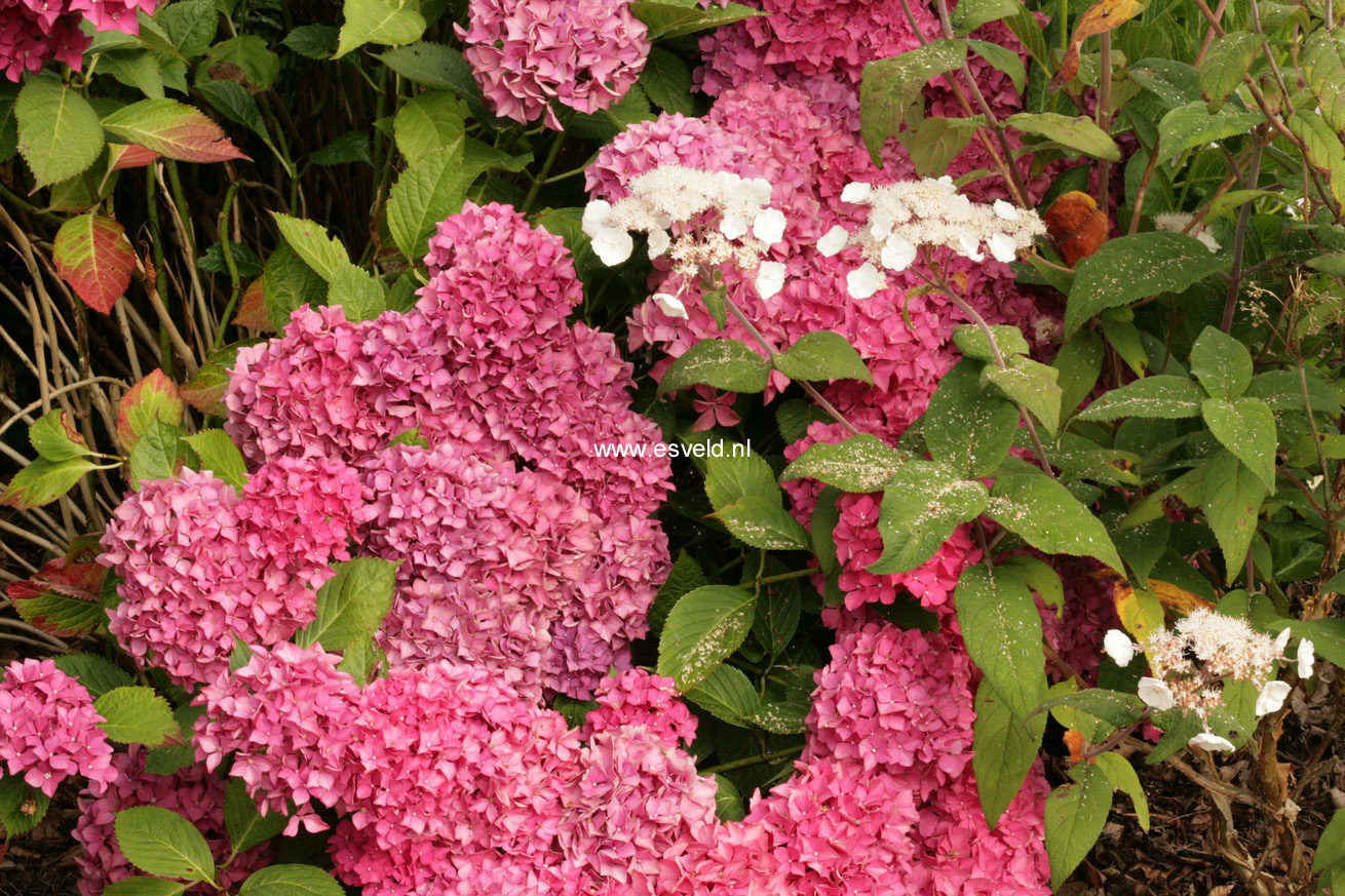 Hydrangea macrophylla 'Liebegg'