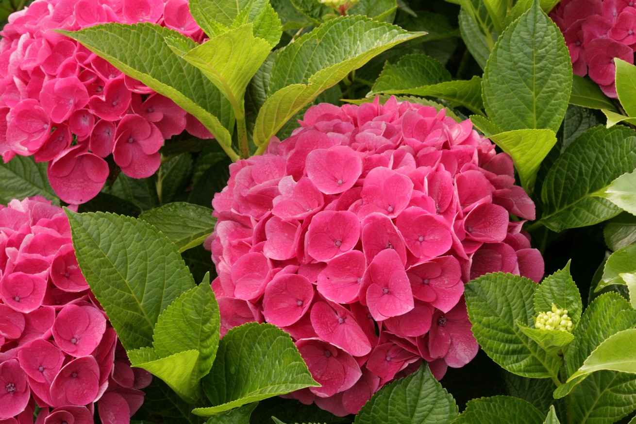Hydrangea macrophylla 'Rathen' (SAXON)