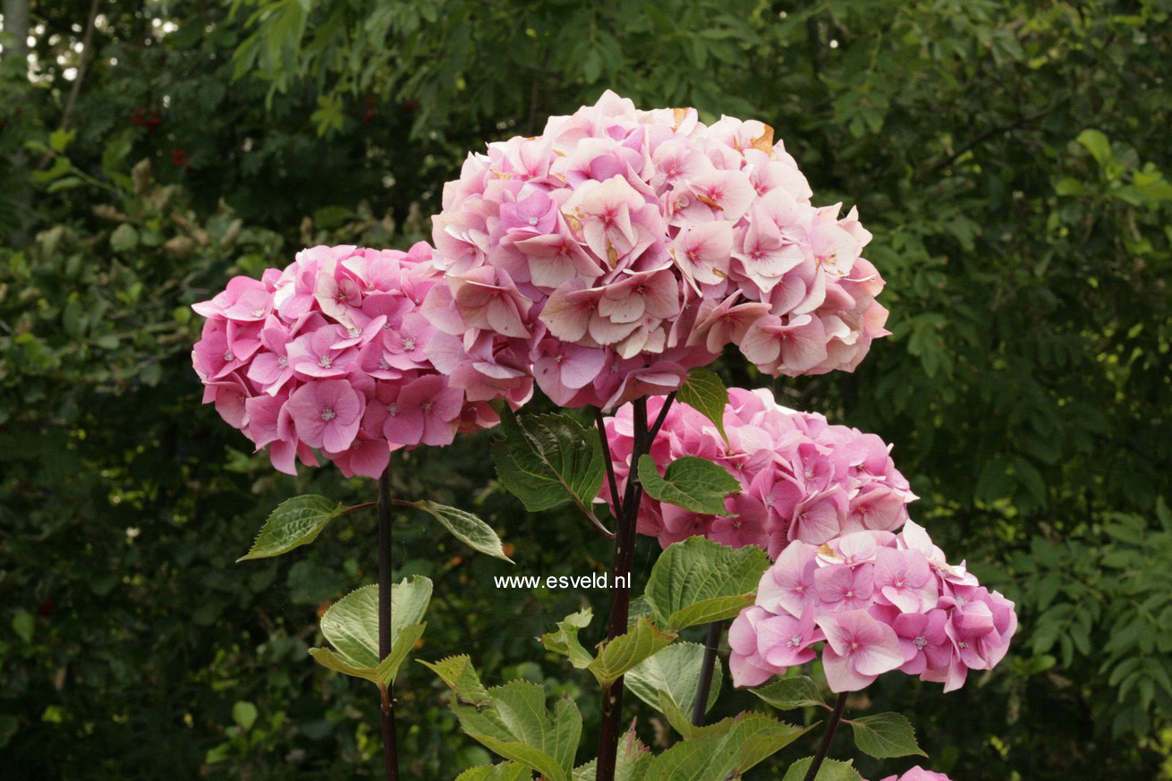 Hydrangea macrophylla 'Blue Ball' (BLACK STEEL)