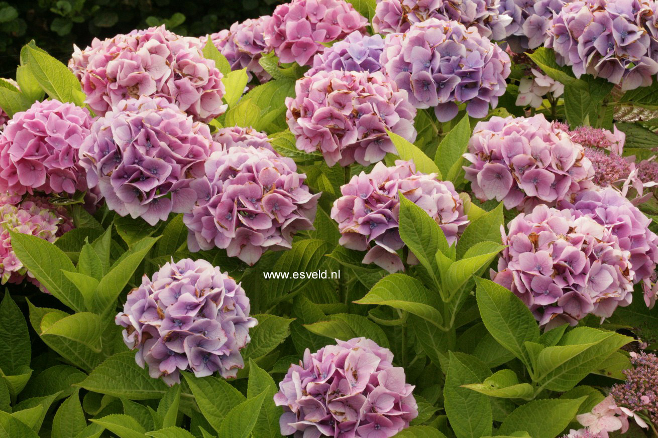 Hydrangea macrophylla 'Ankong' (MAGICAL CRYSTAL)