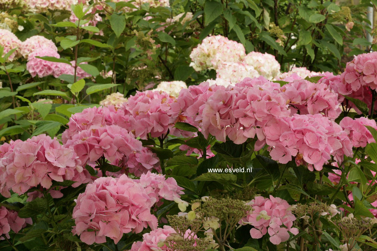 Hydrangea macrophylla 'Kolmadan' (MAGICAL DANIQUE)