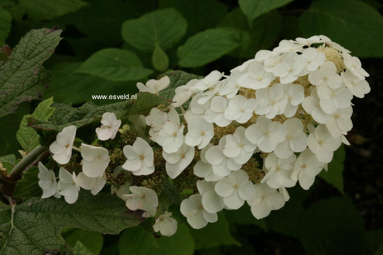 Hydrangea quercifolia 'Applause'