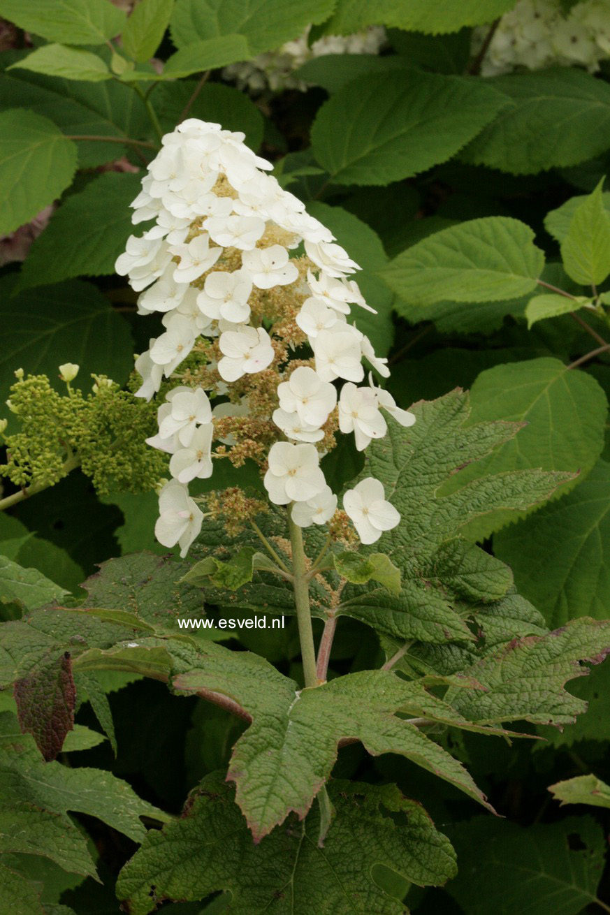 Hydrangea quercifolia 'Applause'