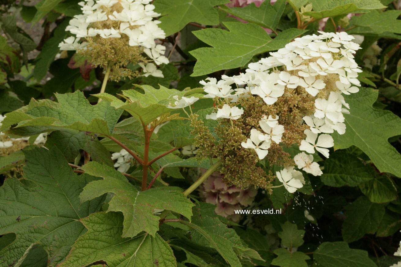 Hydrangea quercifolia 'Tennessee Clone'