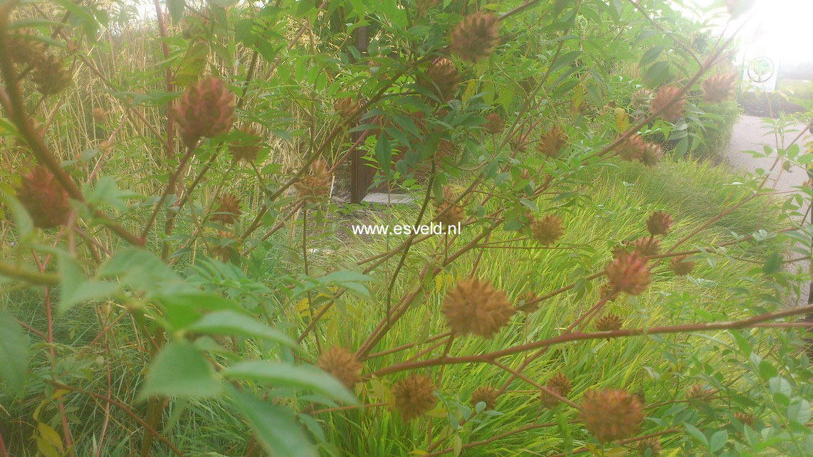 Glycyrrhiza yunnanensis