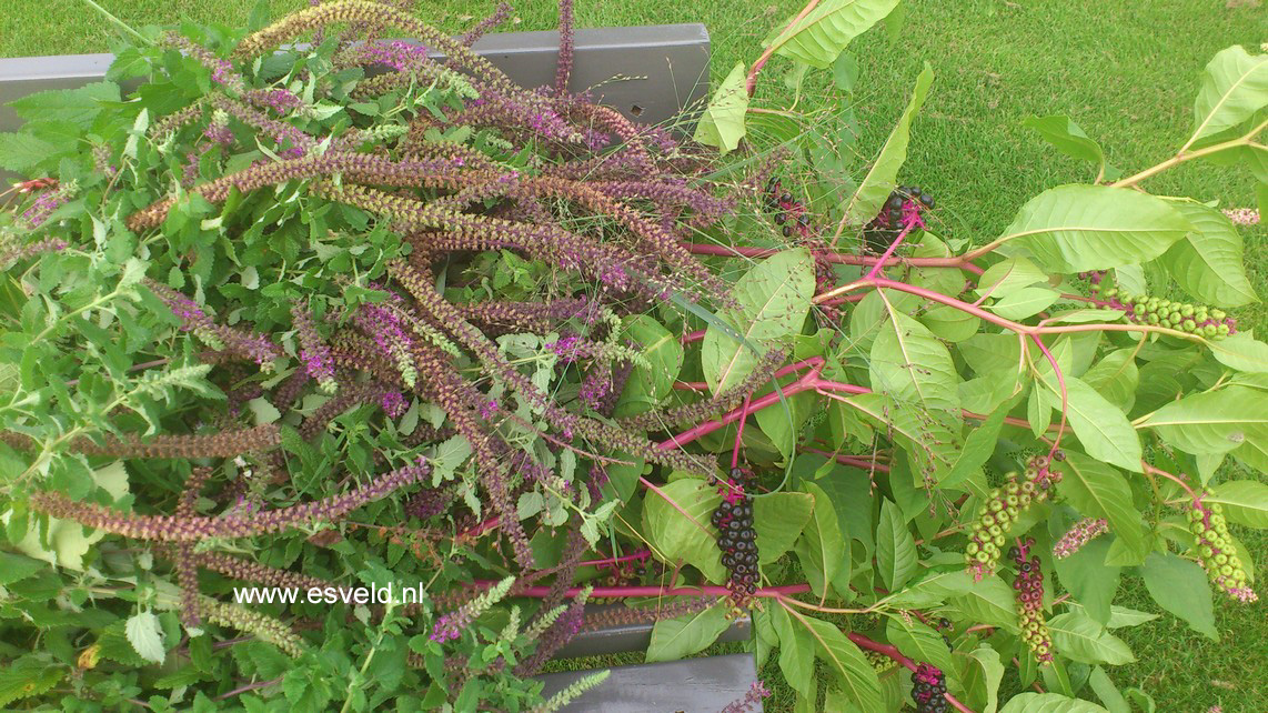 Phytolacca americana