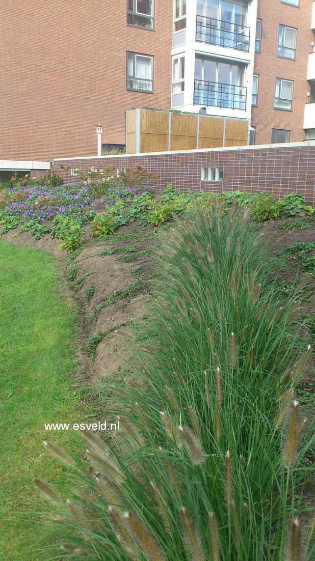 Pennisetum alopecuroides 'Hameln'