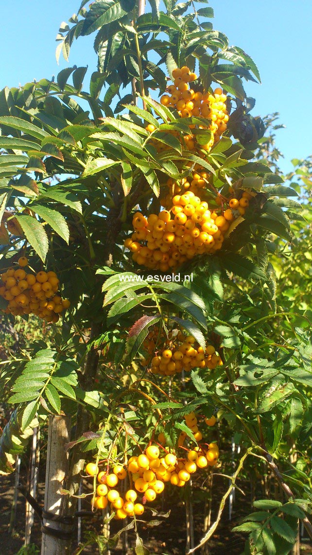 Sorbus 'Flanrock' (AUTUMN SPIRE)