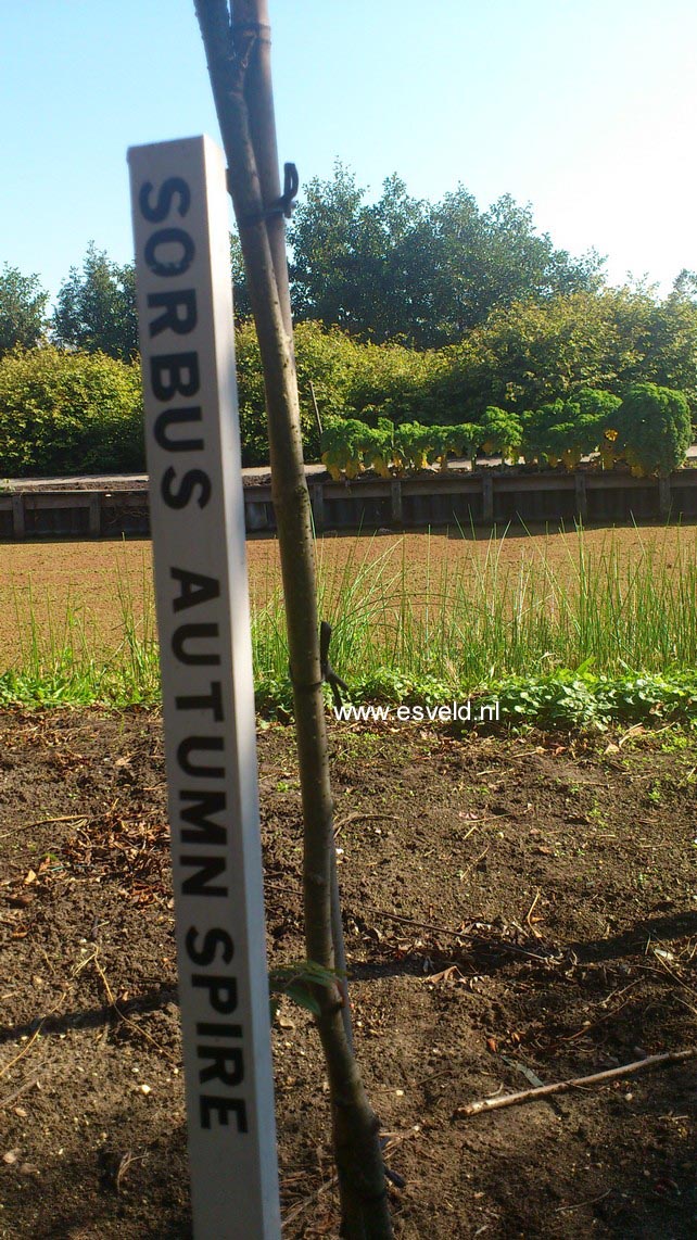 Sorbus 'Flanrock' (AUTUMN SPIRE)