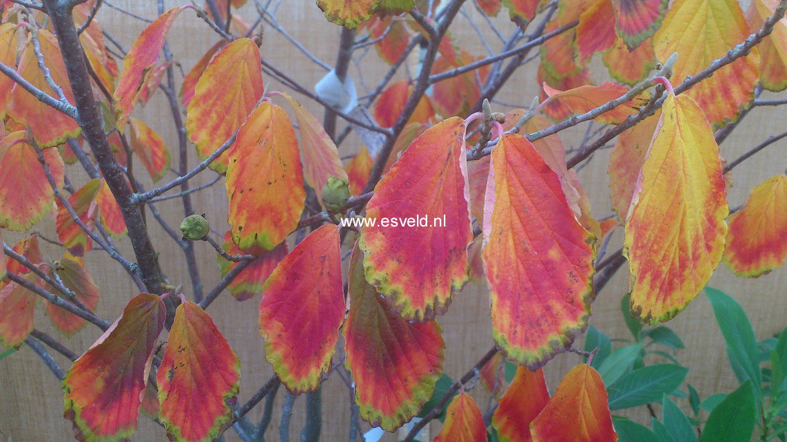 Hamamelis intermedia
