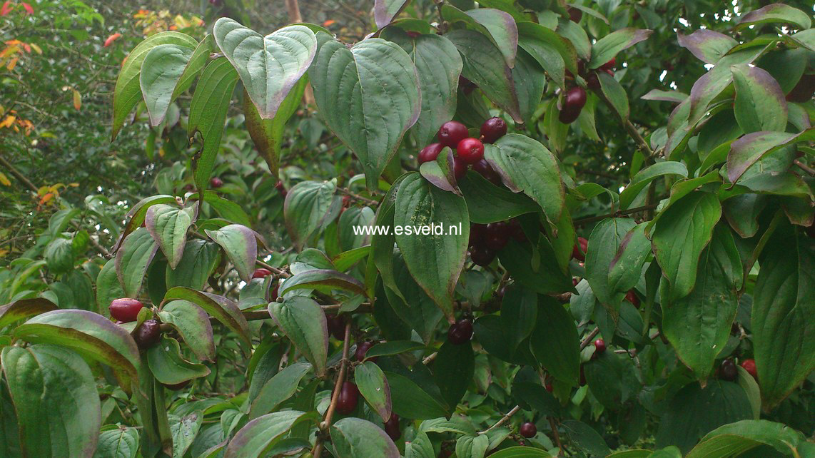 Cornus mas