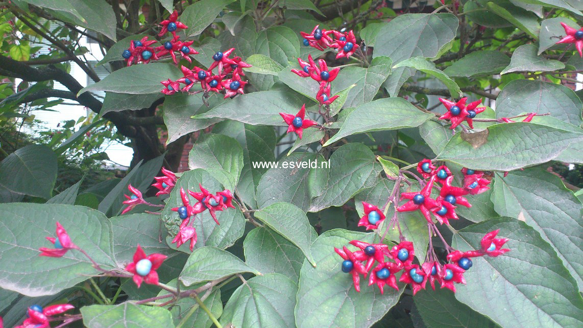 Clerodendrum trichotomum