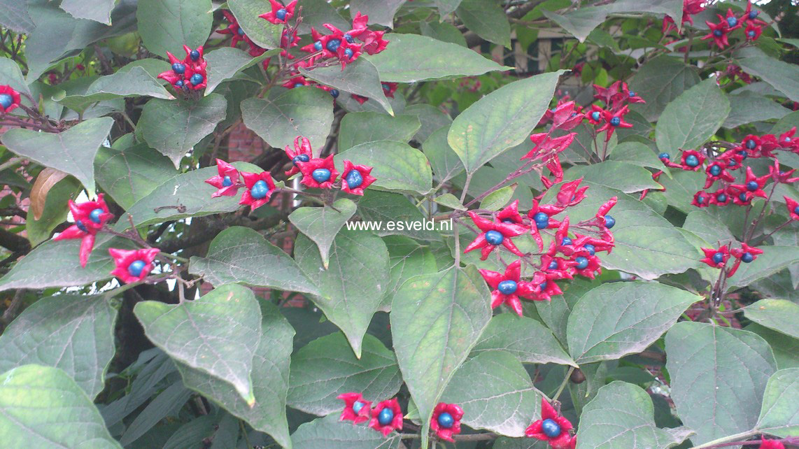 Clerodendrum trichotomum