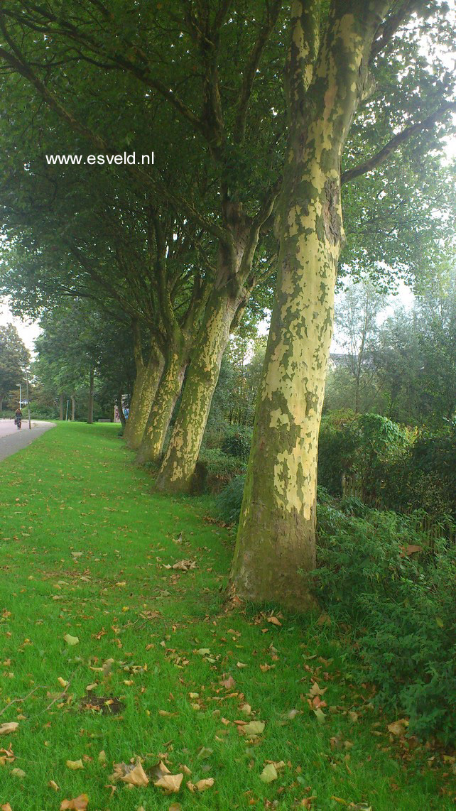 Platanus hispanica