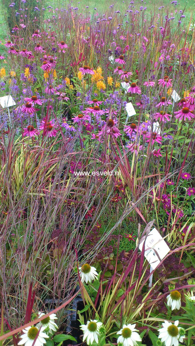 Echinacea purpurea