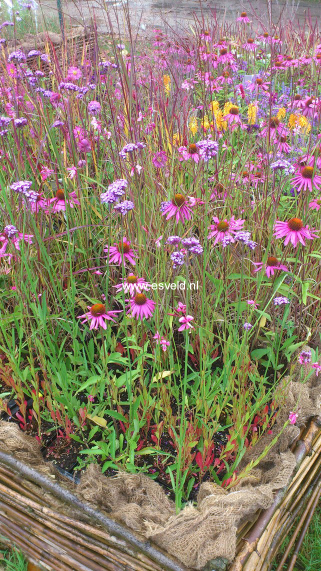 Echinacea purpurea