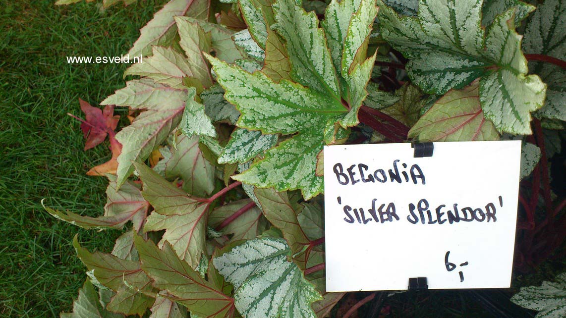 Begonia 'Silver Splendour'