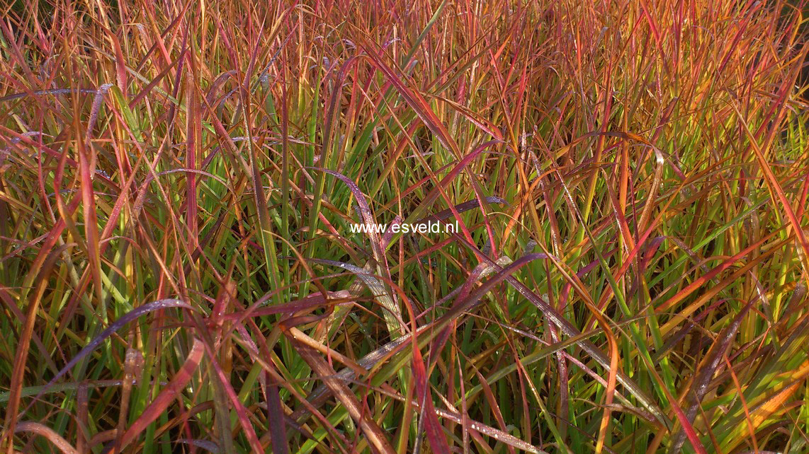 Miscanthus sinensis 'Afrika'