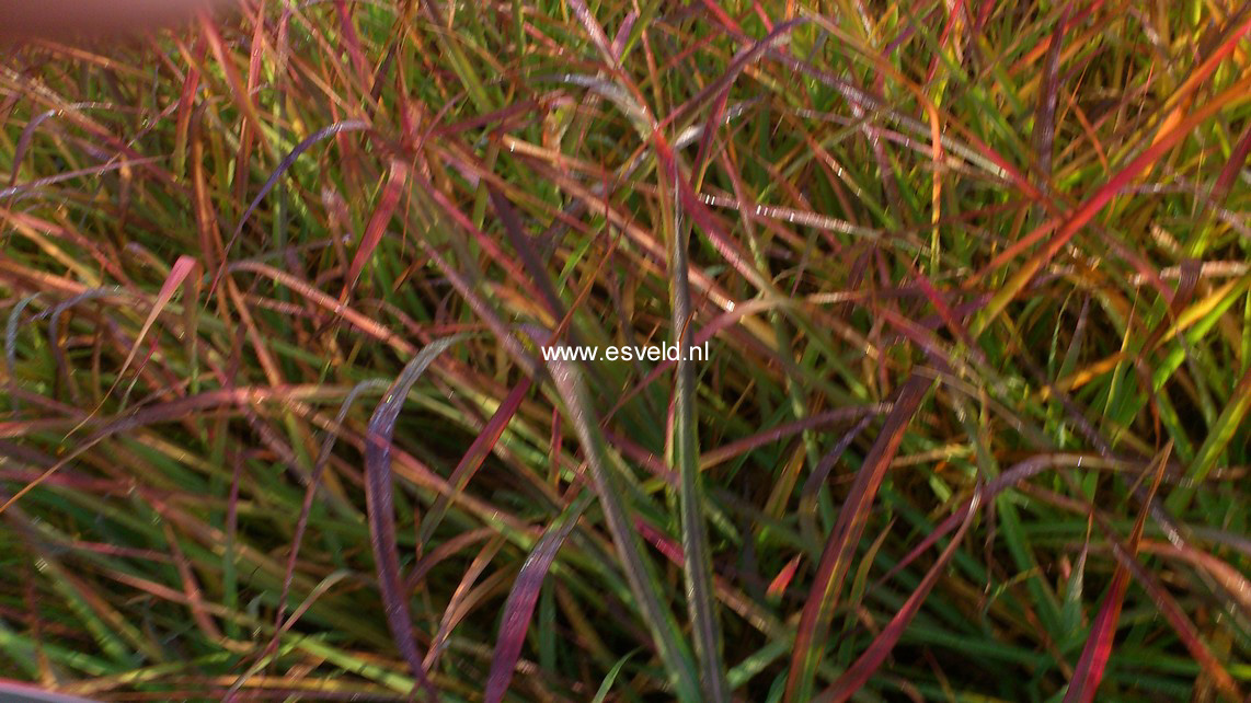 Miscanthus sinensis 'Afrika'