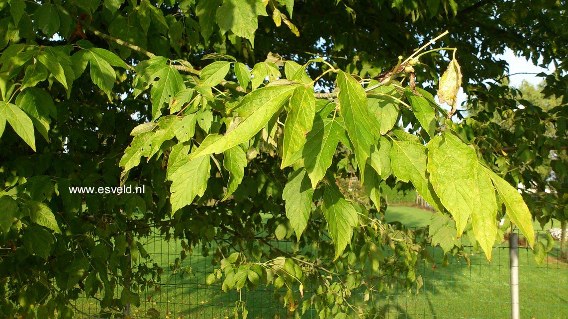 Acer negundo