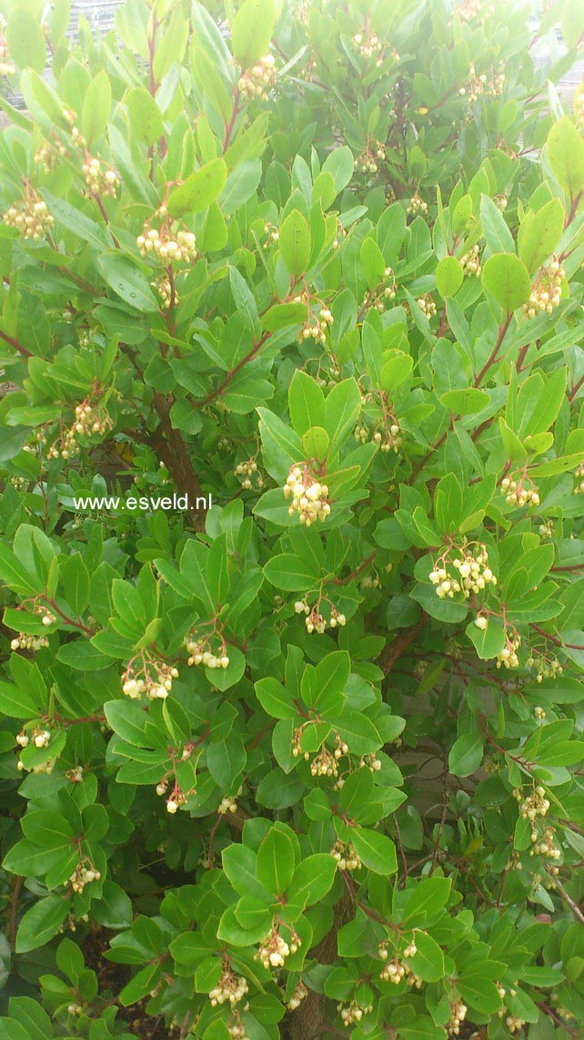 Arbutus andrachnoides