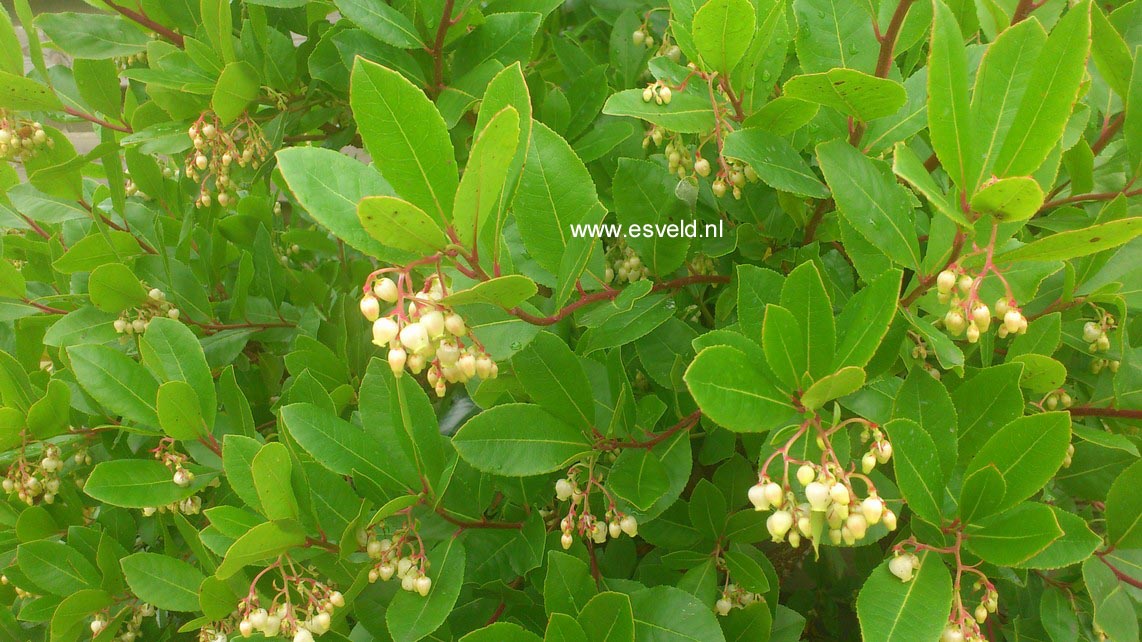 Arbutus andrachnoides