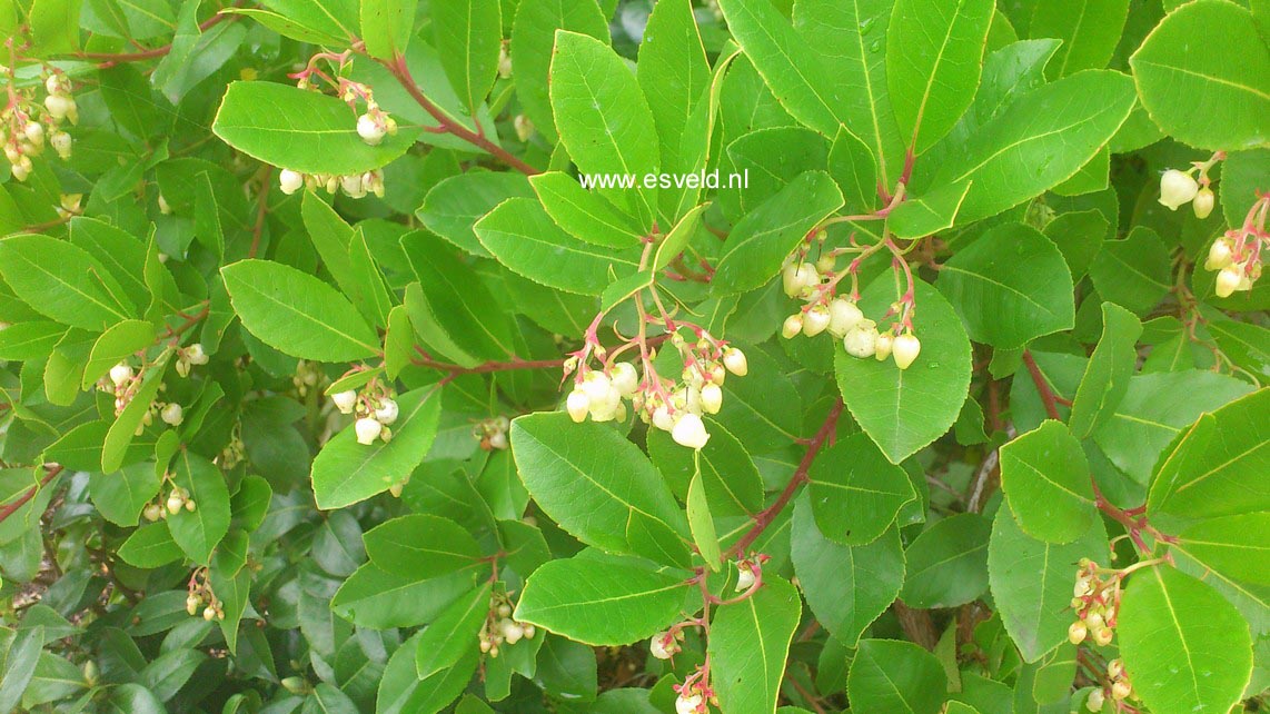 Arbutus andrachnoides