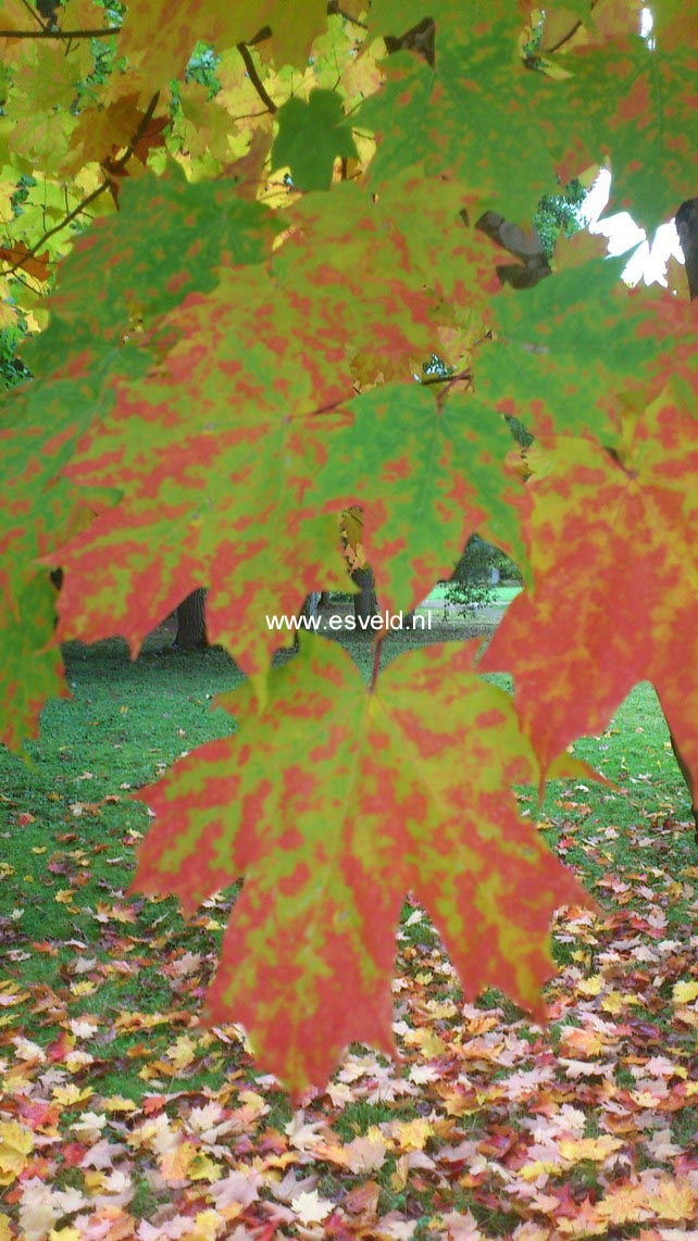 Acer saccharum