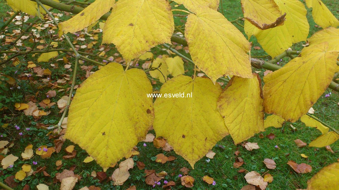 Acer rufinerve