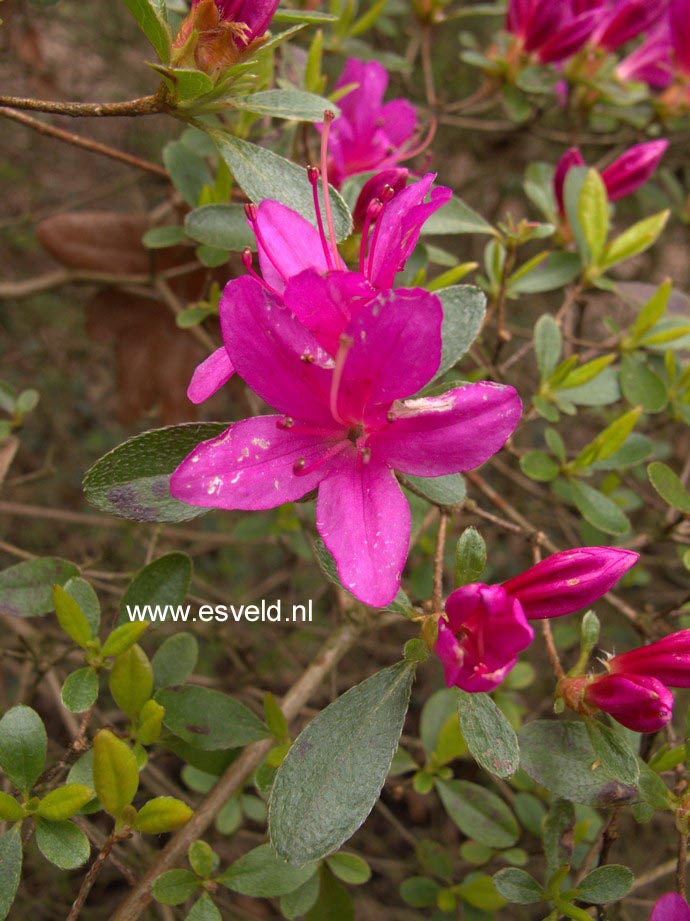 Azalea 'Hino mayo'