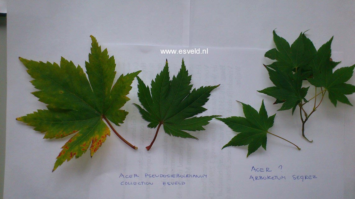 Acer pseudosieboldianum