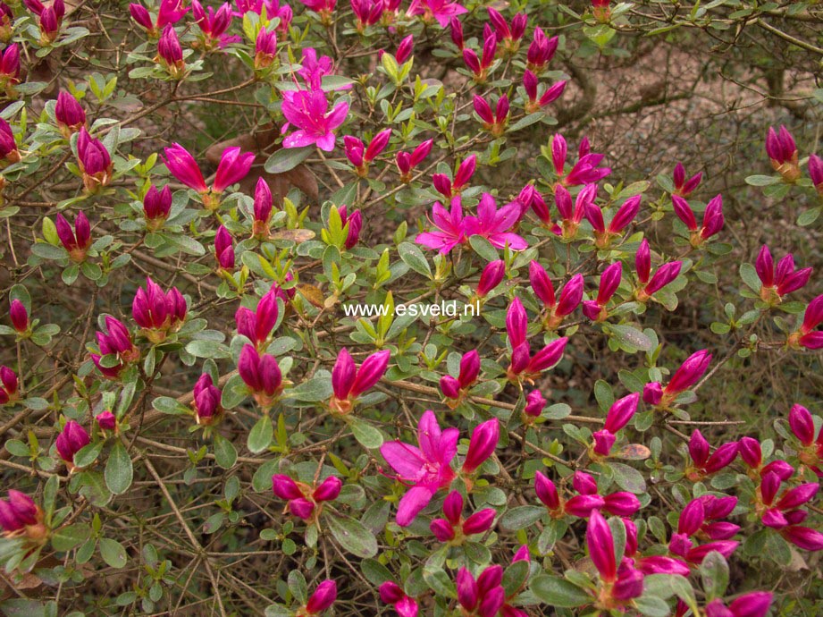 Azalea 'Hino mayo'