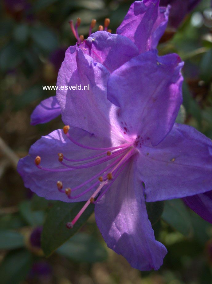 Rhododendron 'Blue Diamond'