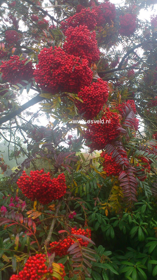 Sorbus scalaris