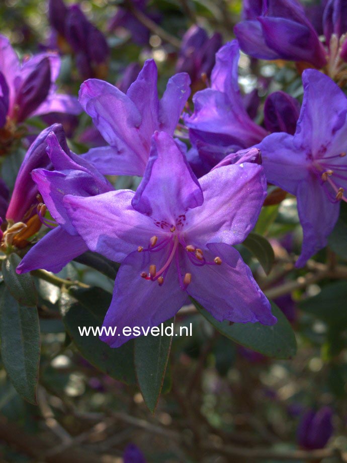 Rhododendron 'Blue Diamond'