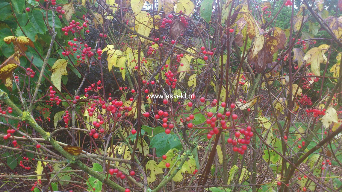 Viburnum koreanum