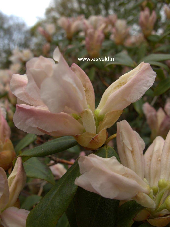 Rhododendron 'Dora Amateis'