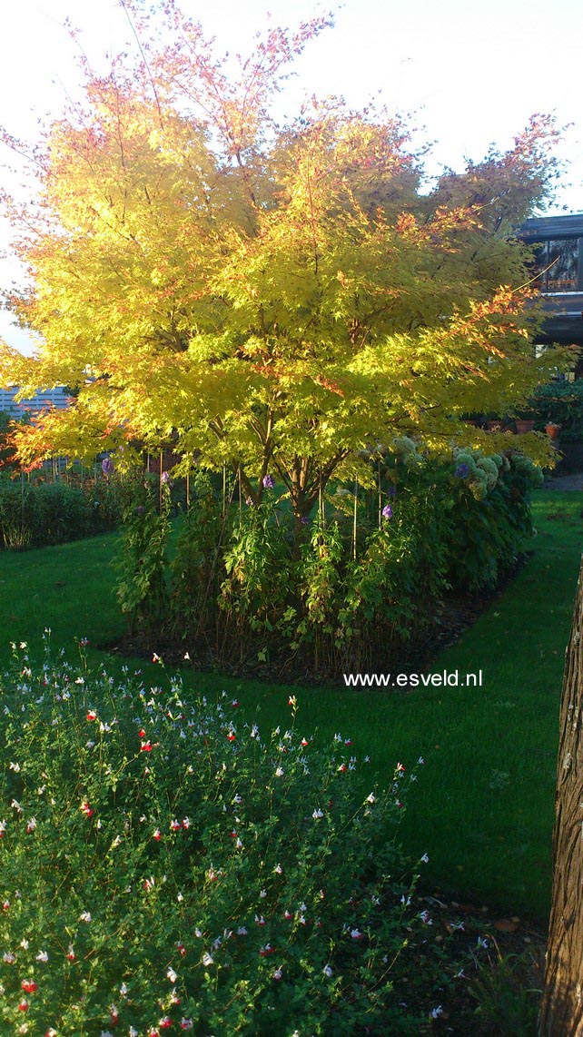 Acer palmatum 'Sango kaku'