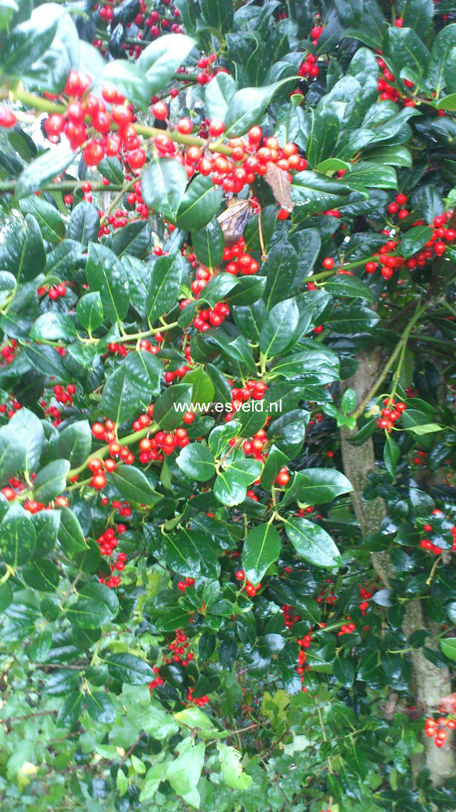 Ilex aquifolium