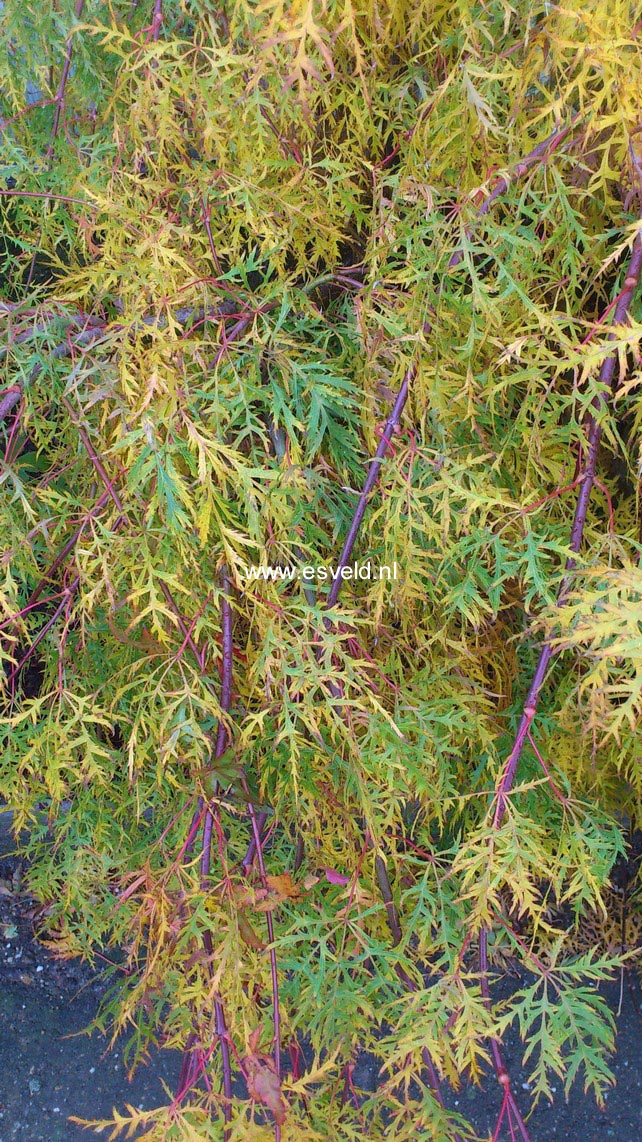 Acer palmatum 'Dissectum'