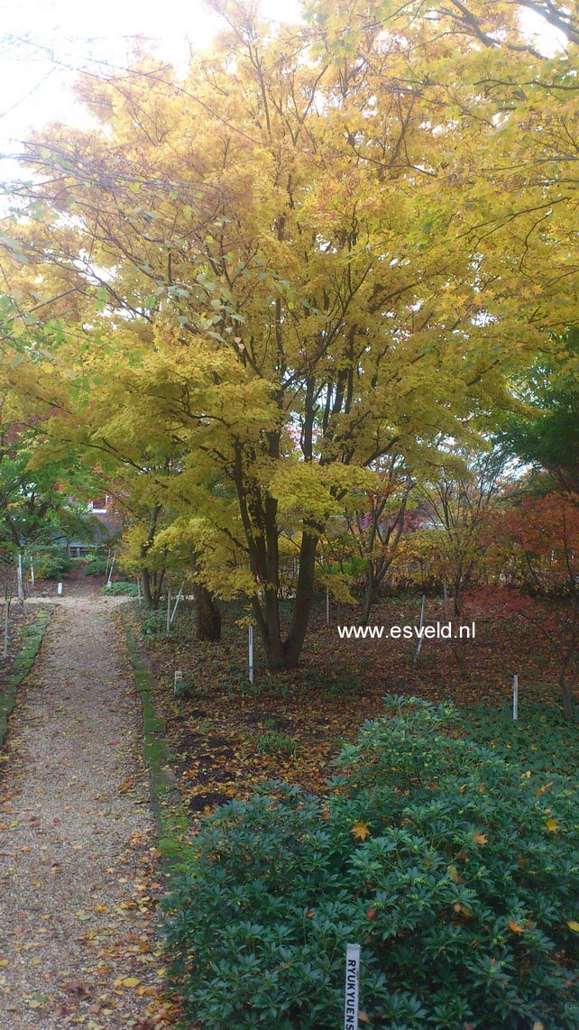 Acer palmatum 'Sango kaku'