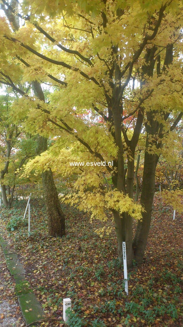 Acer palmatum 'Sango kaku'