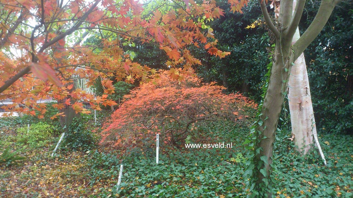 Acer palmatum 'Beni shidare'