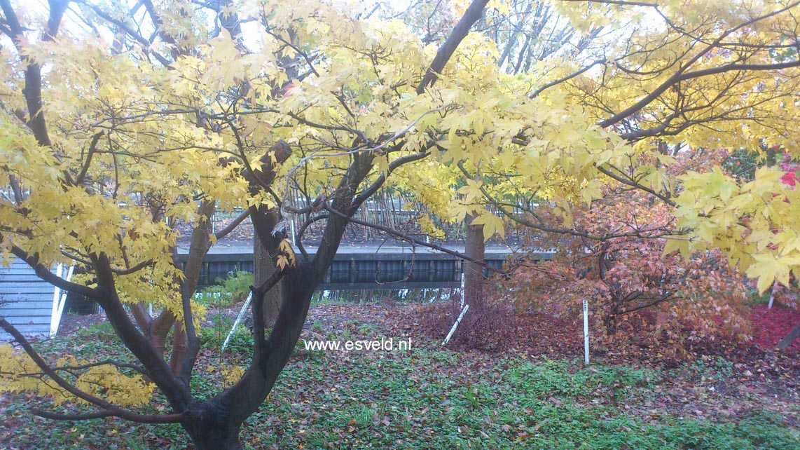 Acer palmatum 'Golden Pond'