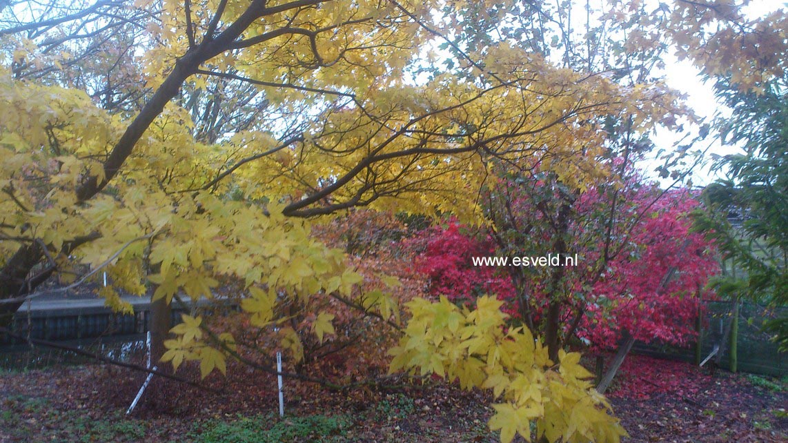 Acer palmatum 'Golden Pond'