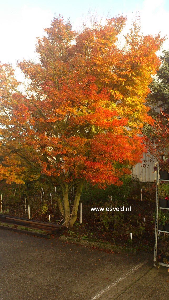 Acer palmatum 'Rising Sun'