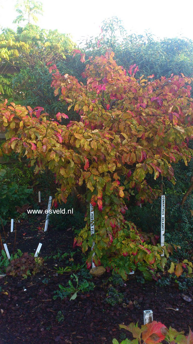 Parrotia persica 'Felicie'