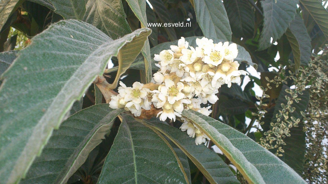 Eriobotrya japonica